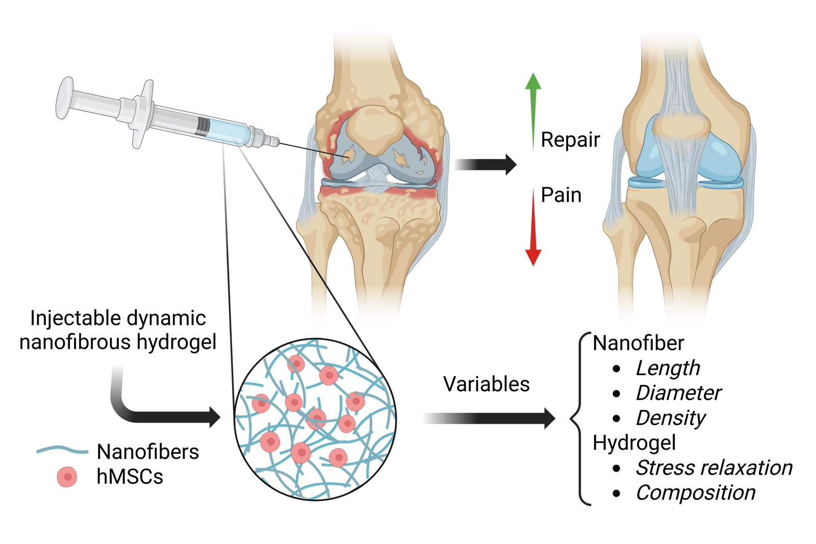 INJECTABLE DYNAMIC NANOFIBROUS HYDROGEL FOR CARTILAGE REGENERATION